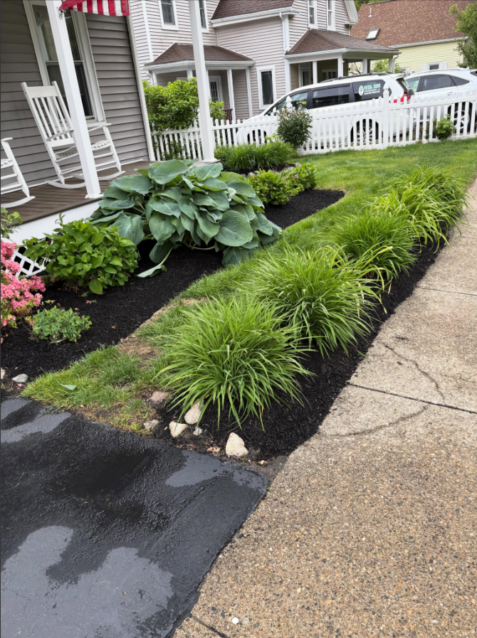 Fresh mulched front garden bed with daylilies